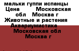мальки гуппи испанцы › Цена ­ 10 - Московская обл., Москва г. Животные и растения » Аквариумистика   . Московская обл.,Москва г.